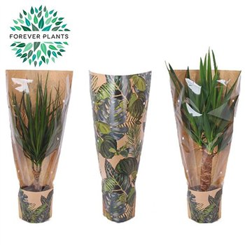 Miks lončnic green Mix p14 in sleeve GREEN JEWELS 1 pp 50cm 14cm Q3608