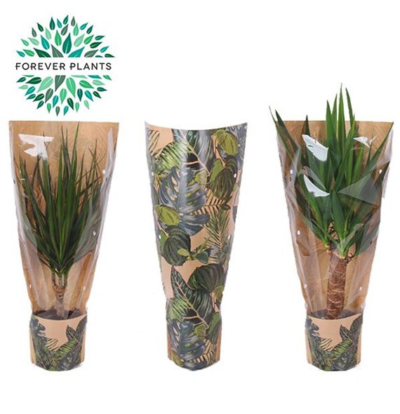 Miks lončnic green Mix p14 in sleeve GREEN JEWELS 1 pp 50cm 14cm Q3608