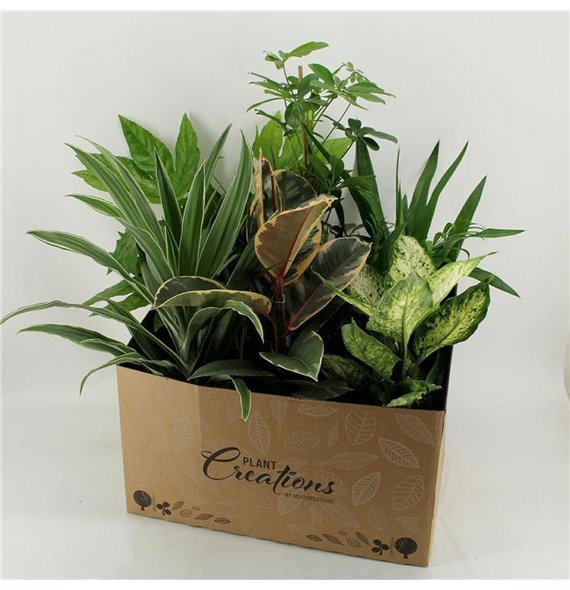 Miks lončnic in showbox M-8 Mixplanten 80cm 17cm Q3617