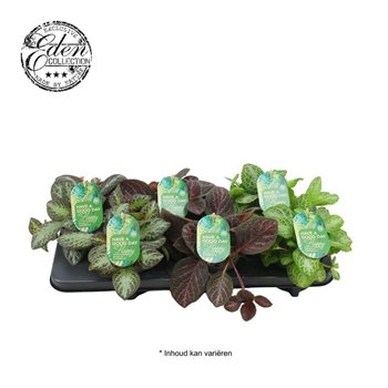Miks lončnic Episcia cupreata mixed 12cm 10 - 14 cm 1 pp 20cm 12cm Q3644