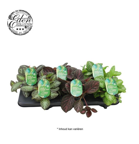 Miks lončnic Episcia cupreata mixed 12cm 10 - 14 cm 1 pp 20cm 12cm Q3644