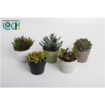 Sukulente mix in Sven colours 20cm 10.5cm Q3758