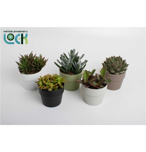 Sukulente mix in Sven colours 20cm 10.5cm Q3758