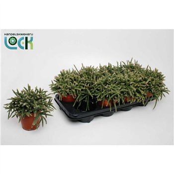Rhipsalis baccifera subsp  horrida Baccifera Horrida 15cm 12cm Q3884