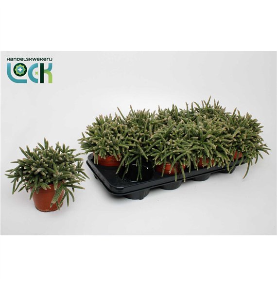Rhipsalis baccifera subsp  horrida Baccifera Horrida 15cm 12cm Q3884
