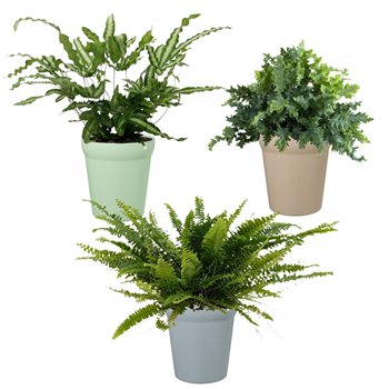 Varens mix Varen in Elle5 cm diameter 15cm 9cm Q4012