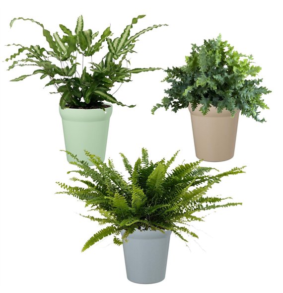 Varens mix Varen in Elle5 cm diameter 15cm 9cm Q4012