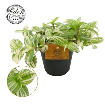 Tradescantia Brightness 12cm 10 - 14 cm 10cm 12cm Q4040