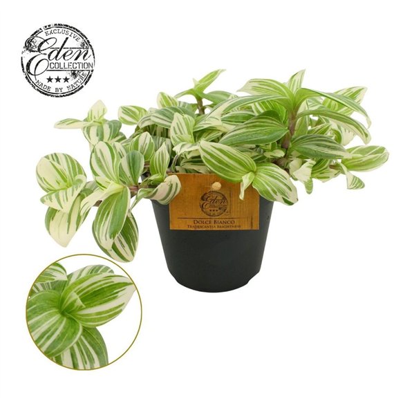 Tradescantia Brightness 12cm 10 - 14 cm 10cm 12cm Q4040