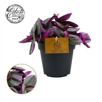Tradescantia albiflora nanouk Nanouk 12cm 10 - 14 cm 10cm 12cm Q4043
