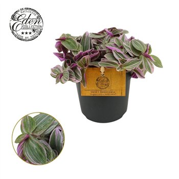 Tradescantia cerinthoides sweetness Sweetness 10 5cm - 14 cm 10cm 10.5cm Q4047