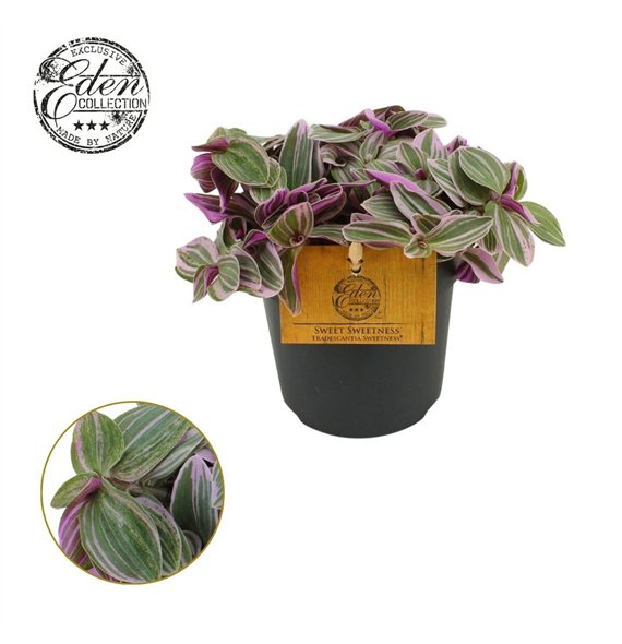 Tradescantia cerinthoides sweetness Sweetness 10 5cm - 14 cm 10cm 10.5cm Q4047
