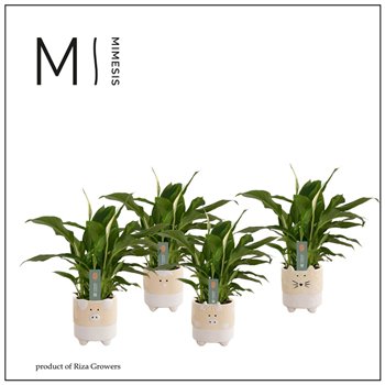 Spatifil chopin 3+ in Tommy Nature Love ceramic 30cm 9cm Q4805