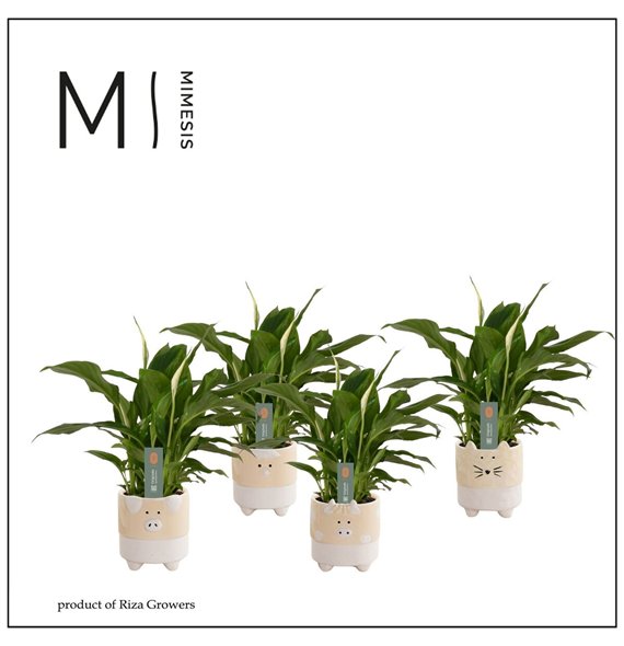 Spatifil chopin 3+ in Tommy Nature Love ceramic 30cm 9cm Q4805