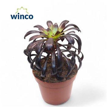 Aeonium Schwartzkopf1 pp 18cm 12cm Q62