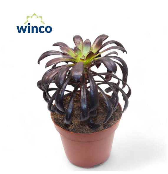 Aeonium Schwartzkopf1 pp 18cm 12cm Q62