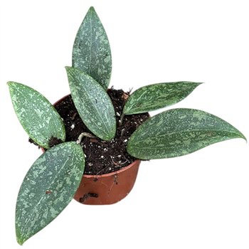 Hoya Wibergiae 2 5 - 4 9 cm 1 pp 2.5cm 10.5cm Q2157