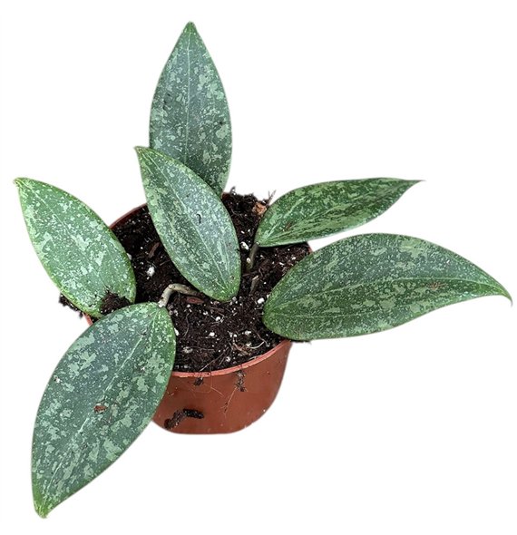 Hoya Wibergiae 2 5 - 4 9 cm 1 pp 2.5cm 10.5cm Q2157