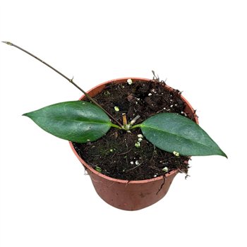 Hoya hoya paziae 2 5 - 4 9 cm 1 pp 15cm 10.5cm Q2159