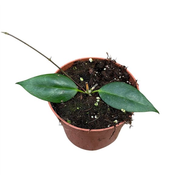 Hoya hoya paziae 2 5 - 4 9 cm 1 pp 15cm 10.5cm Q2159
