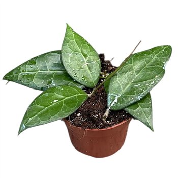 Hoya hoya verticillata lampung 2 5 - 4 9 cm 1 pp 2.5cm 10.5cm Q2163