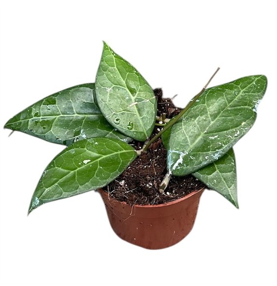 Hoya hoya verticillata lampung 2 5 - 4 9 cm 1 pp 2.5cm 10.5cm Q2163