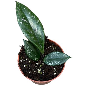 Hoya hoya carnosa stardust 2 5 - 4 9 cm 1 pp 2.5cm 10.5cm Q2166