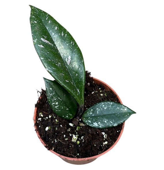 Hoya hoya carnosa stardust 2 5 - 4 9 cm 1 pp 2.5cm 10.5cm Q2166