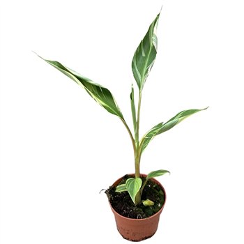 Bananovec Nono 1 pp 25cm 10.5cm Q2564