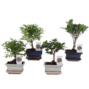 Bonsaj mix Mixed in o12cm Ceramic with Saucer 20cm 12cm Q2654