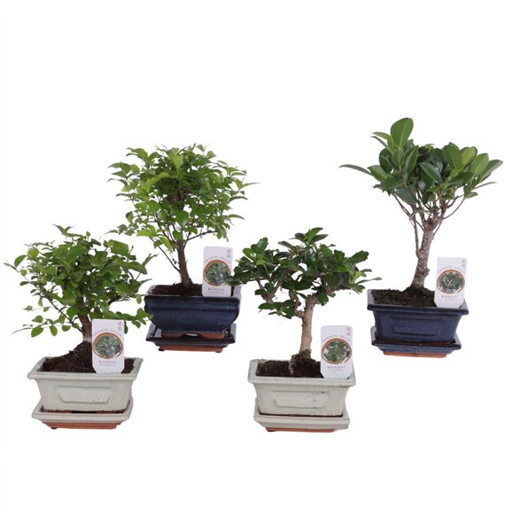 Bonsaj mix Mixed in o12cm Ceramic with Saucer 20cm 12cm Q2654