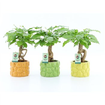 Radermachera sinica Bonsaj in Dolce Frutta 1 pp 30cm 15cm Q2670