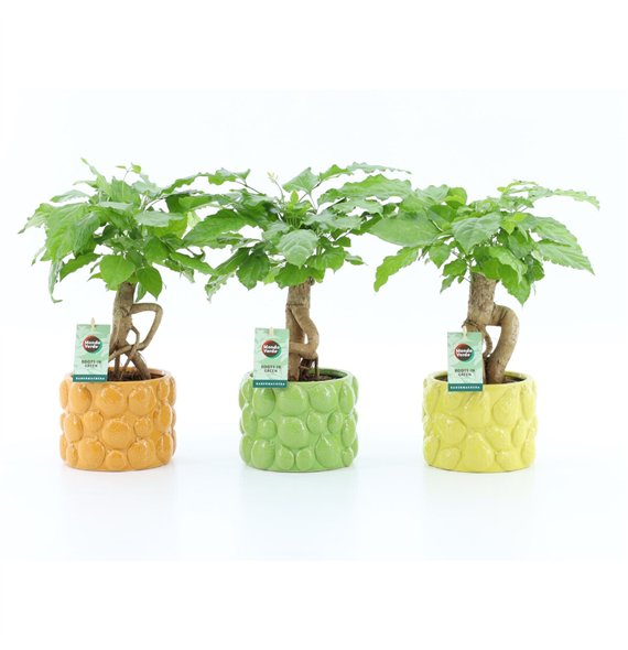 Radermachera sinica Bonsaj in Dolce Frutta 1 pp 30cm 15cm Q2670