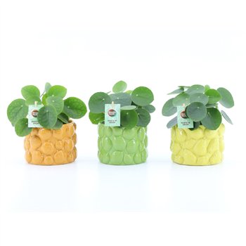 Pilea peperomioides Peperomioides in Dolce Frutta 1 pp 25cm 15cm Q2702