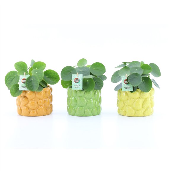 Pilea peperomioides Peperomioides in Dolce Frutta 1 pp 25cm 15cm Q2702