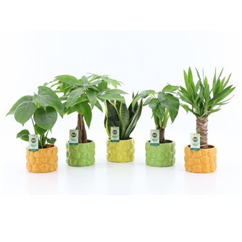 Miks lončnic Tropic Mix in La Dolce Frutta 1 pp 35cm 15cm Q3648