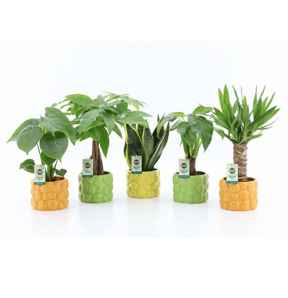 Miks lončnic Tropic Mix in La Dolce Frutta 1 pp 35cm 15cm Q3648