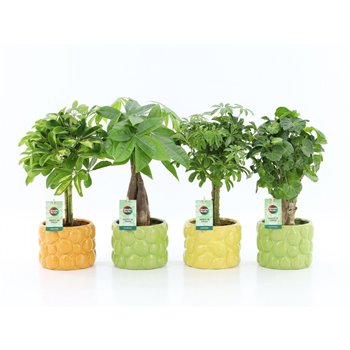 Miks lončnic Stammenmix in La Dolce Frutta 1 pp 45cm 15cm Q3686