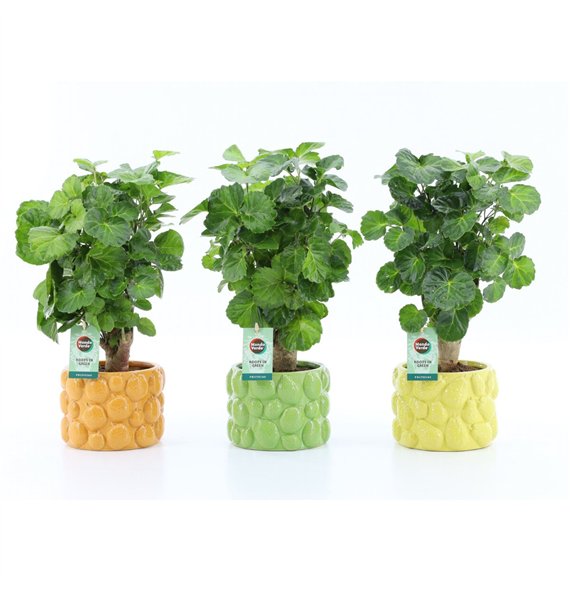 Polyscias Green Lemon in Dolce Frutta 1 pp 40cm 15cm Q3729