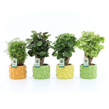 Polyscias Mix 12cm in Dolce Frutta 1 pp 40cm 15cm Q3734