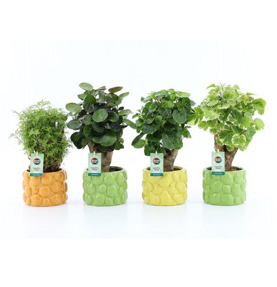 Polyscias Mix 12cm in Dolce Frutta 1 pp 40cm 15cm Q3734