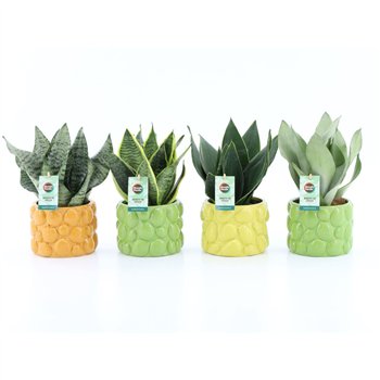 Taščin jezik - Sanseveria Mix in La Dolce Frutta 3 pp 35cm 15cm Q4599