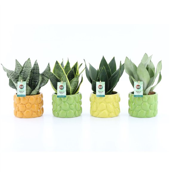 Taščin jezik - Sanseveria Mix in La Dolce Frutta 3 pp 35cm 15cm Q4599