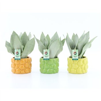 Taščin jezik - Sanseveria trifasciata moonshine Moonshine in Dolce Frutta 3 pp 35cm 15cm Q4647