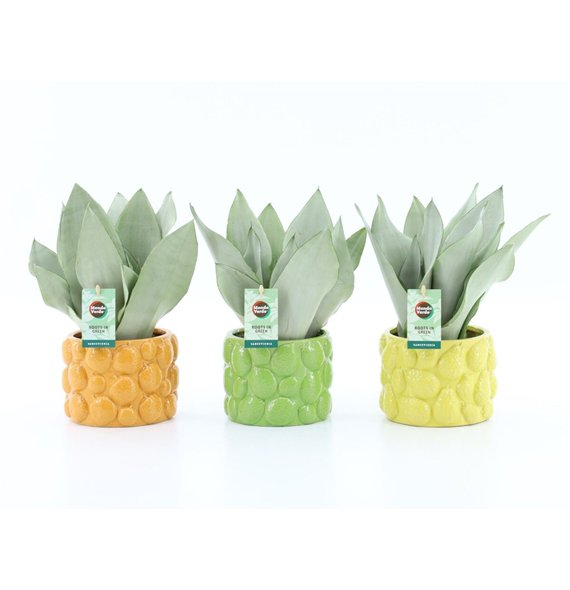 Taščin jezik - Sanseveria trifasciata moonshine Moonshine in Dolce Frutta 3 pp 35cm 15cm Q4647