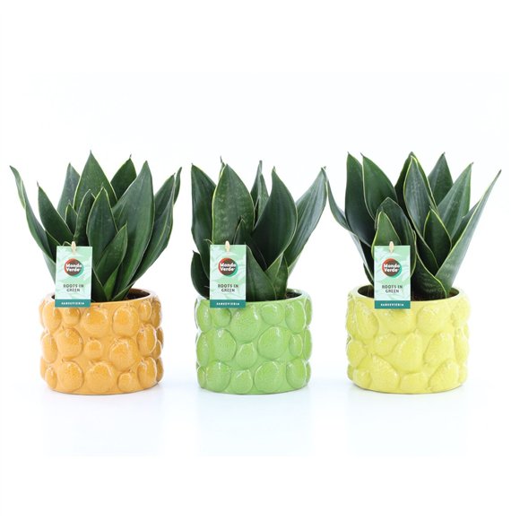 Taščin jezik - Sanseveria trifasciata Black Diamond in Dolce Frutta 3 pp 35cm 15cm Q4648