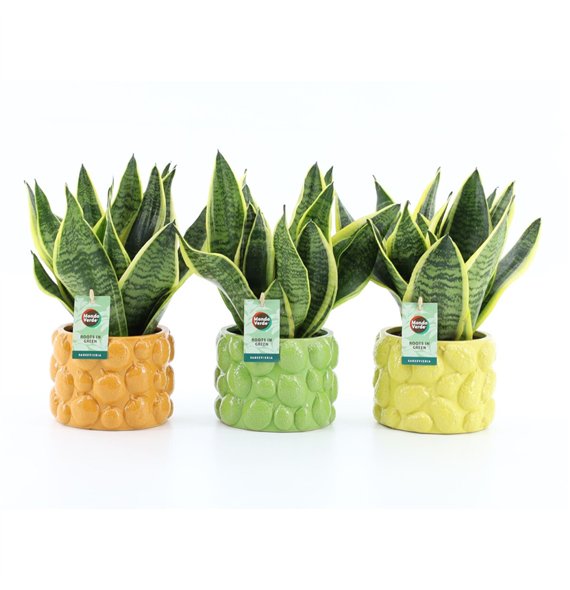 Taščin jezik - Sanseveria trifasciata futura superba Futura Superba in Dolce Frutta 3 pp 35cm 15cm Q4685