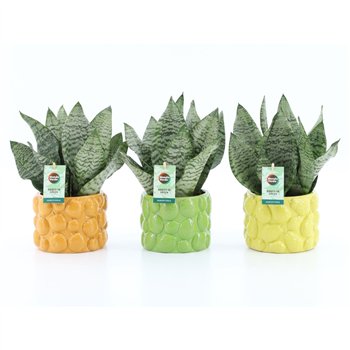 Taščin jezik - Sanseveria trifasciata black coral Black Coral in Dolce Frutta 3 pp 35cm 15cm Q4686