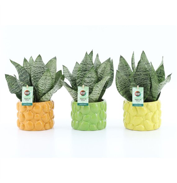 Taščin jezik - Sanseveria trifasciata black coral Black Coral in Dolce Frutta 3 pp 35cm 15cm Q4686