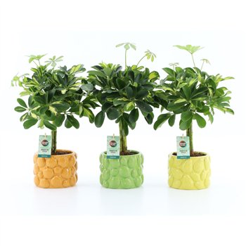 Šeflera arboricola gold capella Gold Capella in Dolce Frutta 2 pp 40cm 15cm Q4846